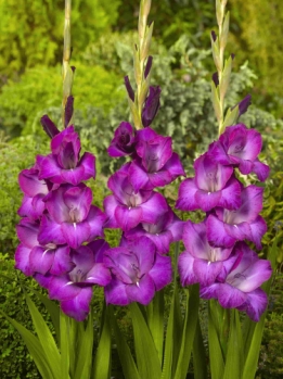 images/productimages/small/V288 201500 Gladiolus Grande Passion.jpg